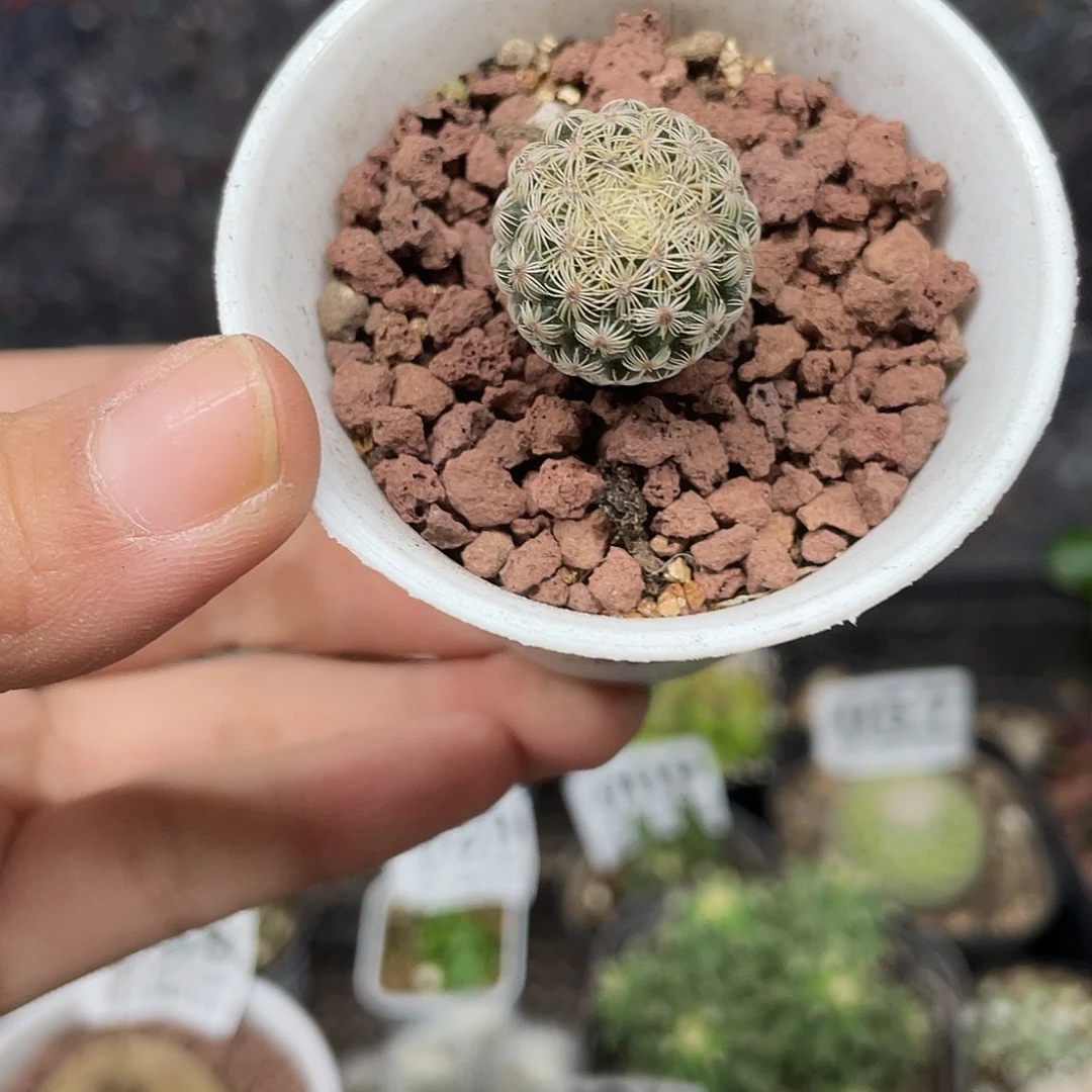 104白子法师仙人球植物