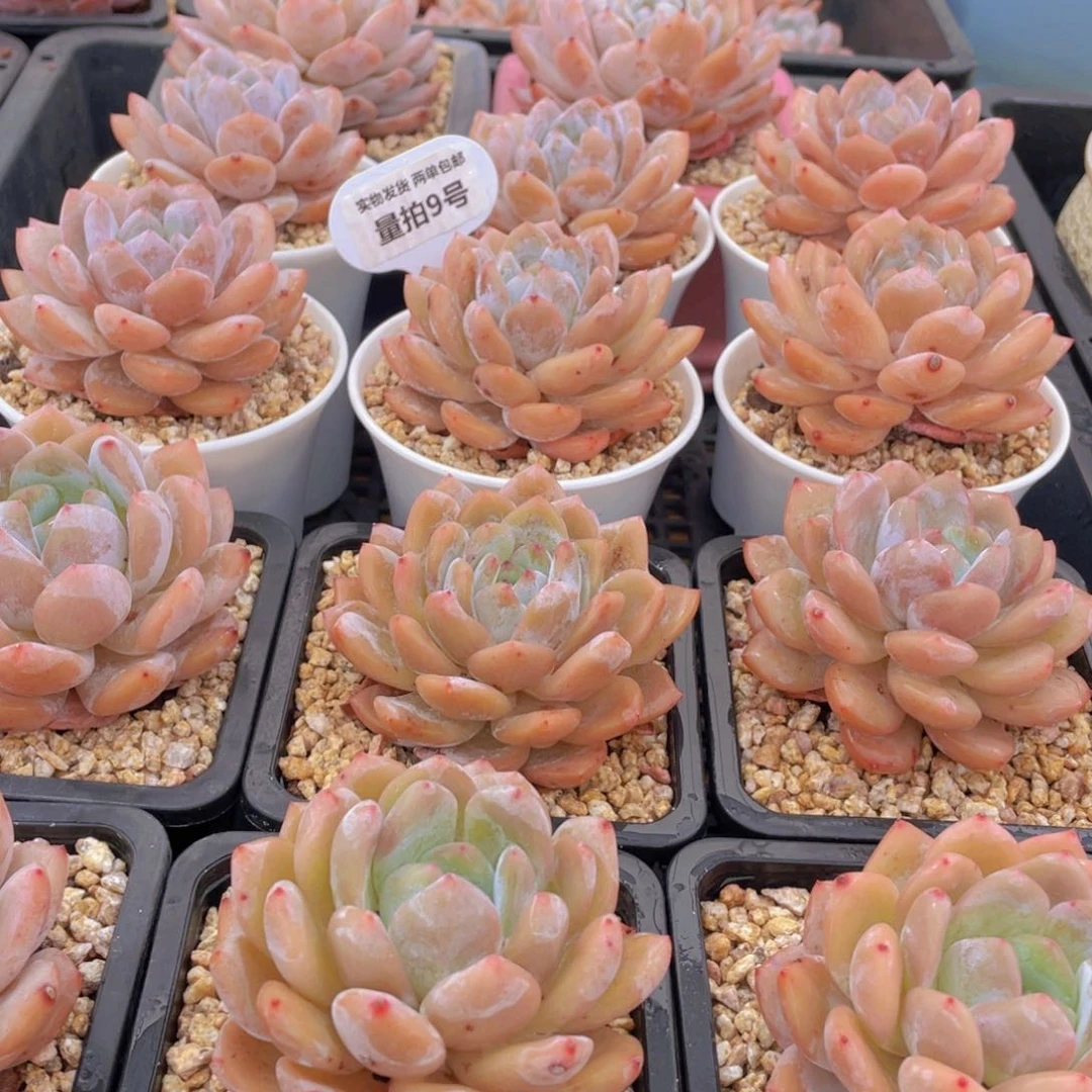 量拍9号 冰透雪天使梦露大单头一个