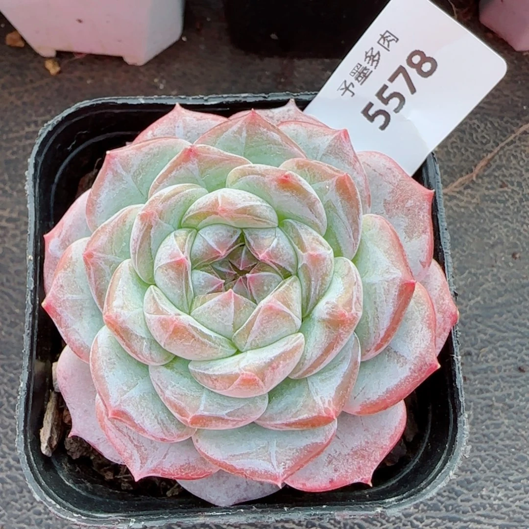 薰衣草，5578多肉植物