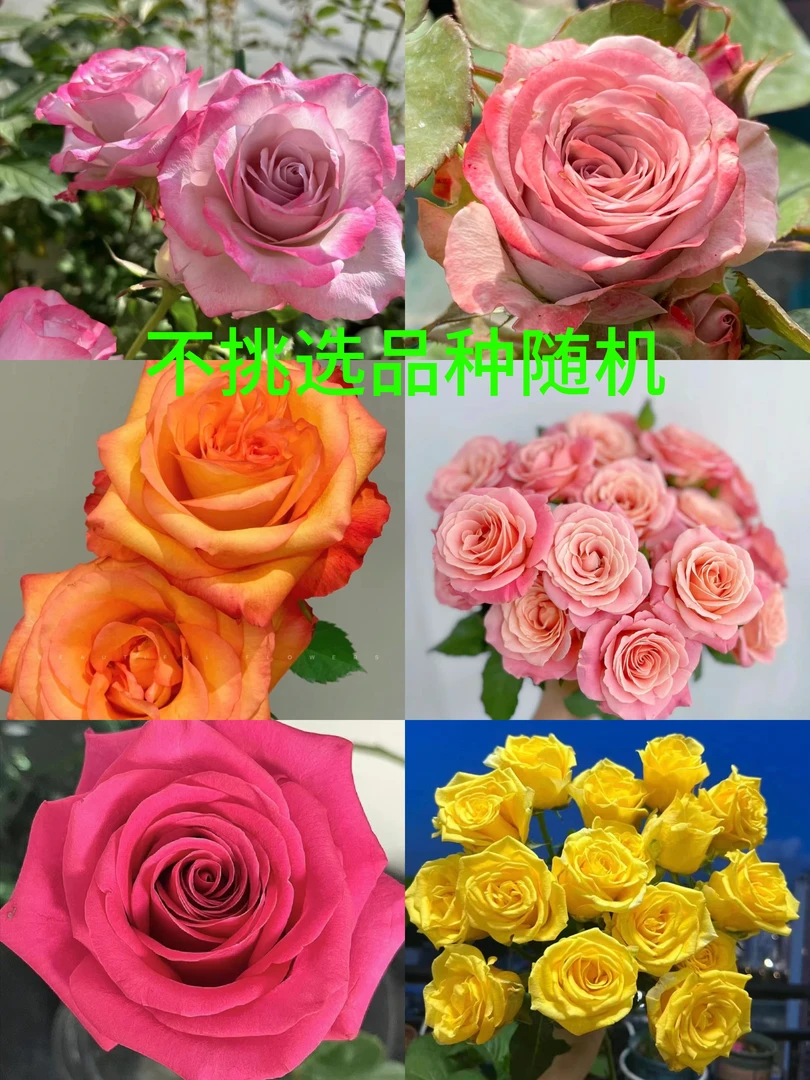 1加仑独颗苗不挑选品种随机地栽盆栽室外阳台庭院