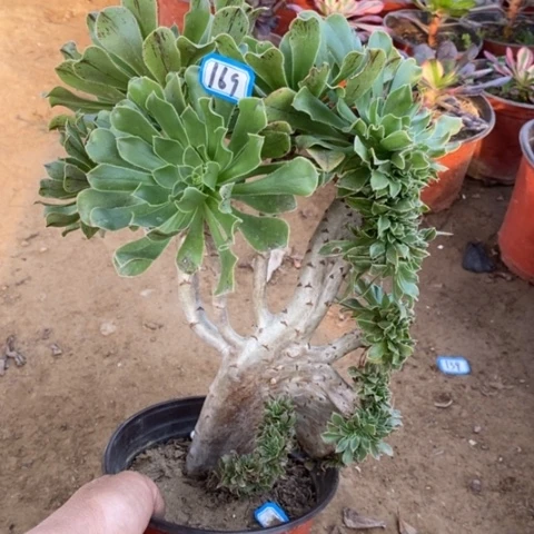 原始绿缀一物一拍