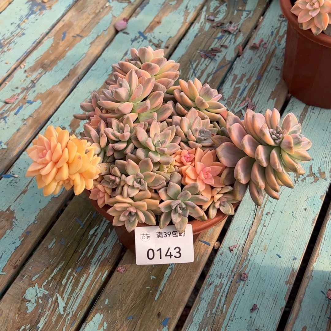 0143多肉植物老桩多肉