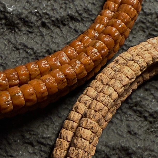 尘迹柏香籽“热振药片”百香籽配饰 红油皮热振柏香籽切片