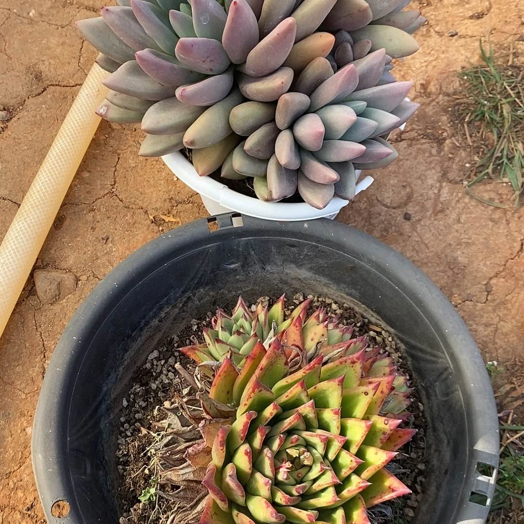 ?****?大桃花源，口红多肉植物