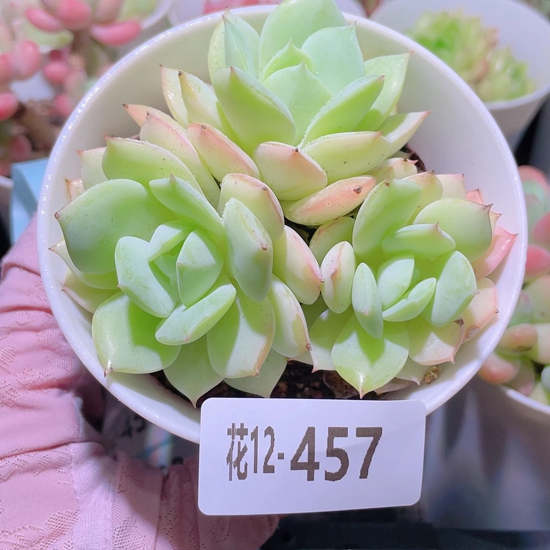 花利美12-457恋曲