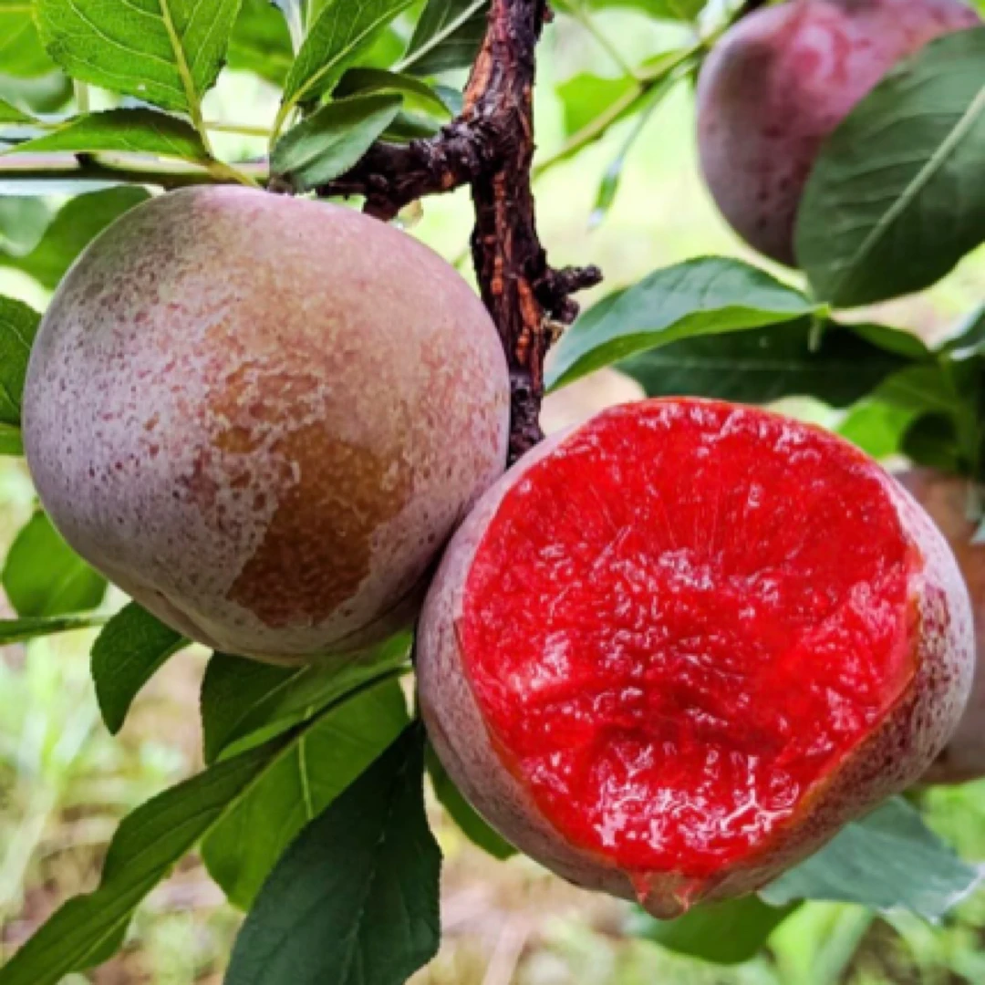 炎陵芙蓉李红肉酸甜多汁