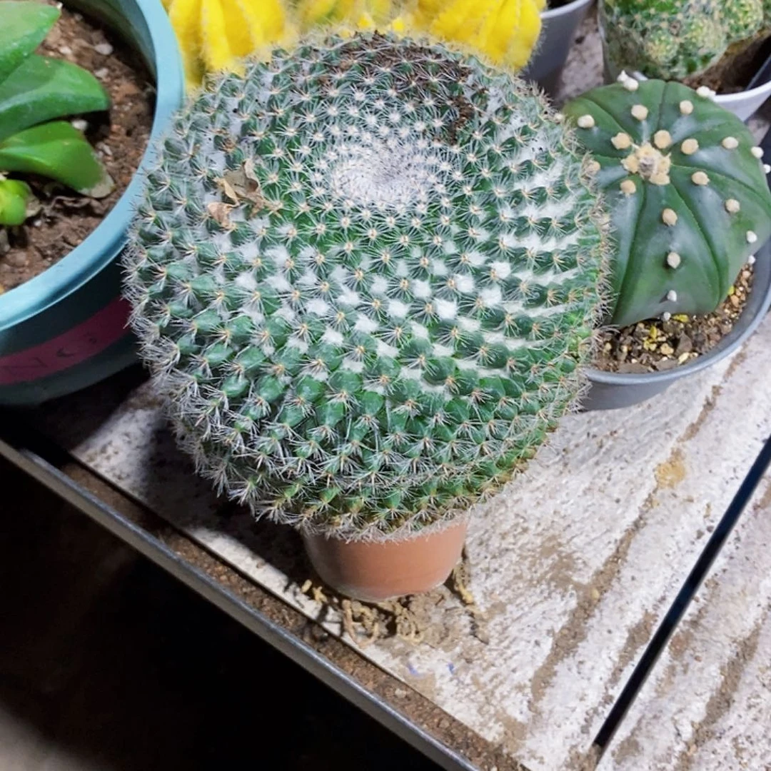 无花朵大大111111111111111111个