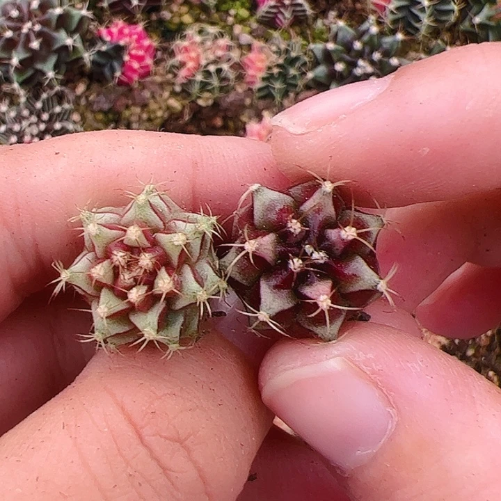 当前无花栽培后可以开花303