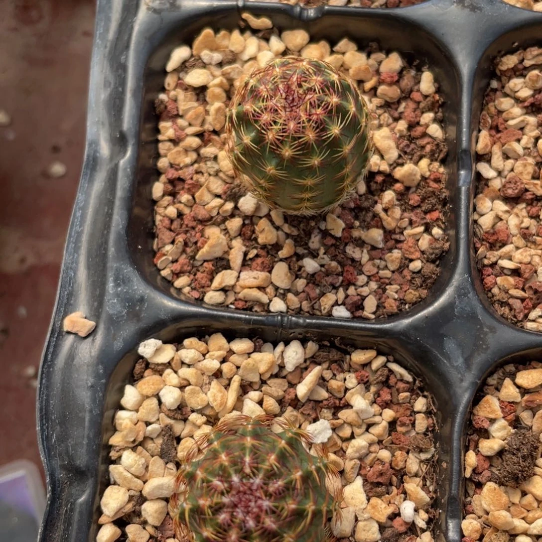 鹿角柱实生仙人球青花虾2个