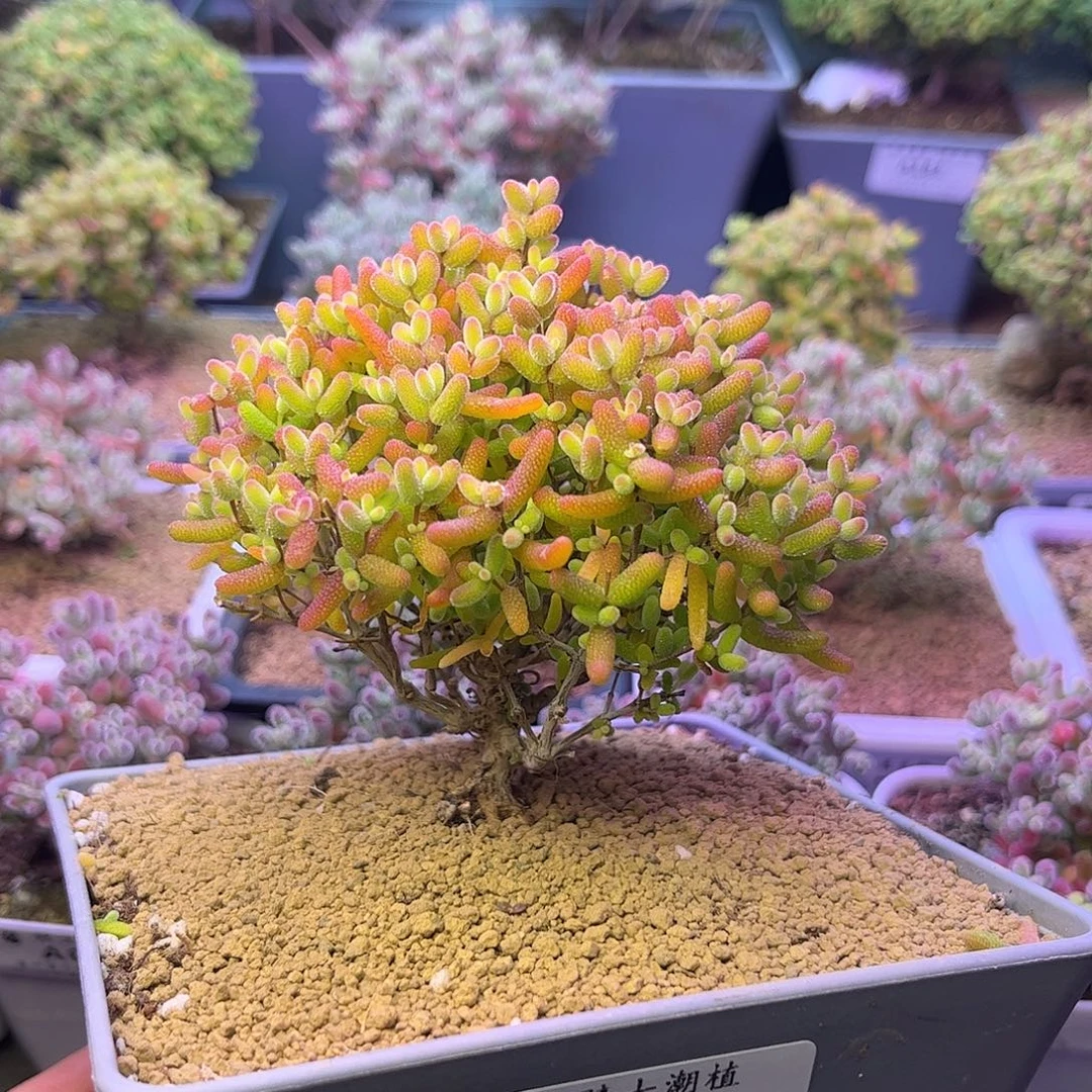 077橘子糖枝干番杏