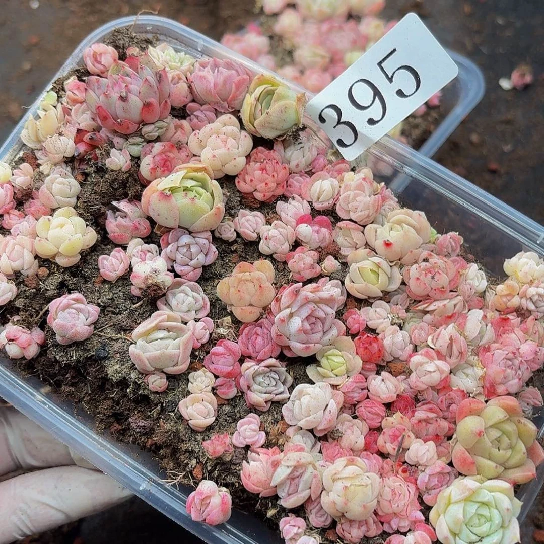 多肉植物多肉植物395