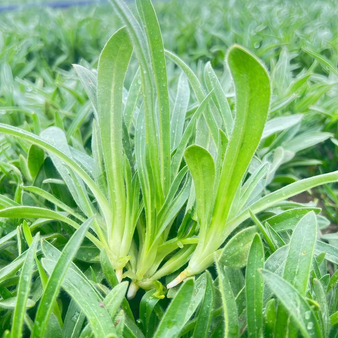 河南特产 面条菜 新鲜叶菜类 羊蹄棵 新鲜蔬菜柳叶菜蒸煮菜羊蹄阔