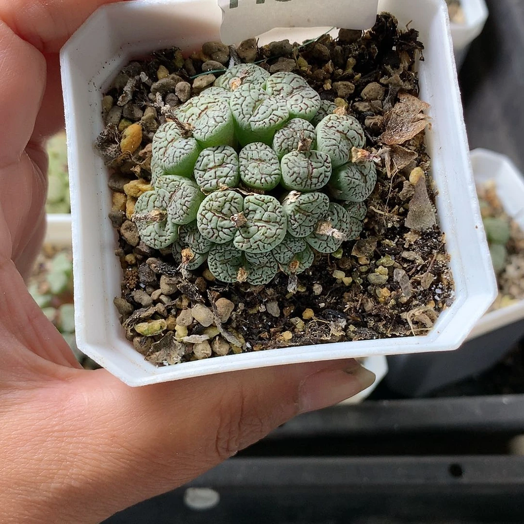 刘*姜H359多肉植物保护研究所