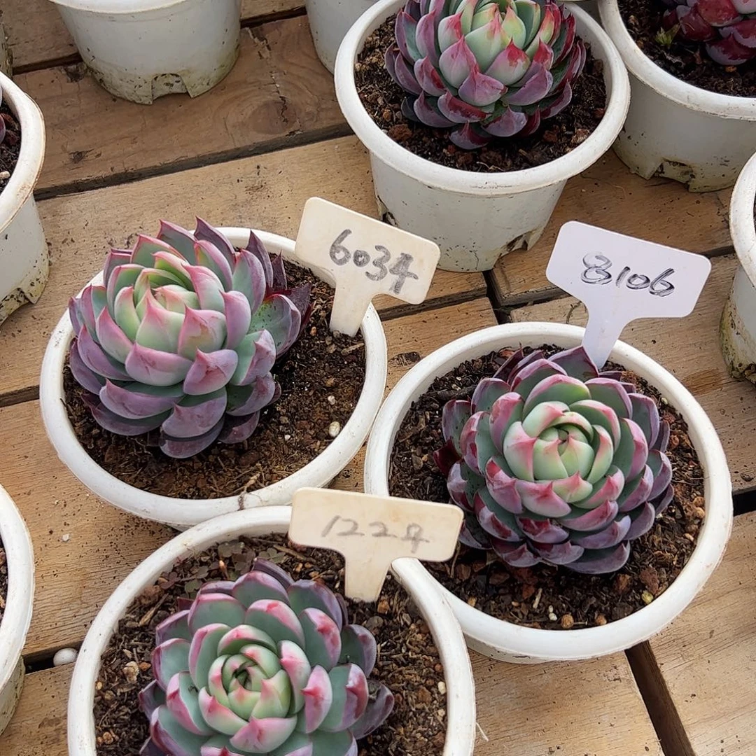 微瑕惊鸿仙子6034.8106.1224号