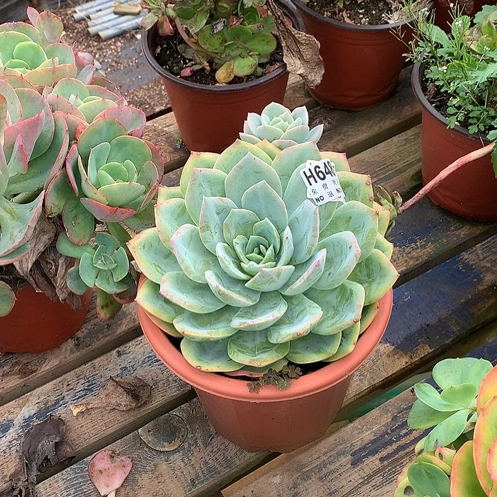 凤杂 非偏远38包邮 节后发