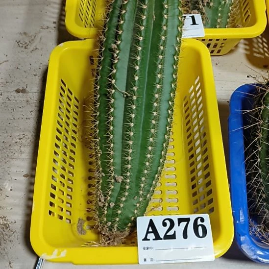 当前无花栽培后可以开花a276