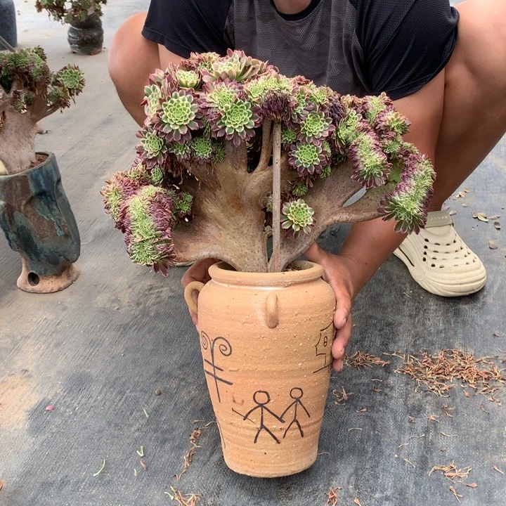 朝霞朵朵脱土不带盆