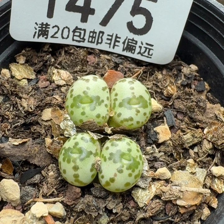 安贞带盆土。