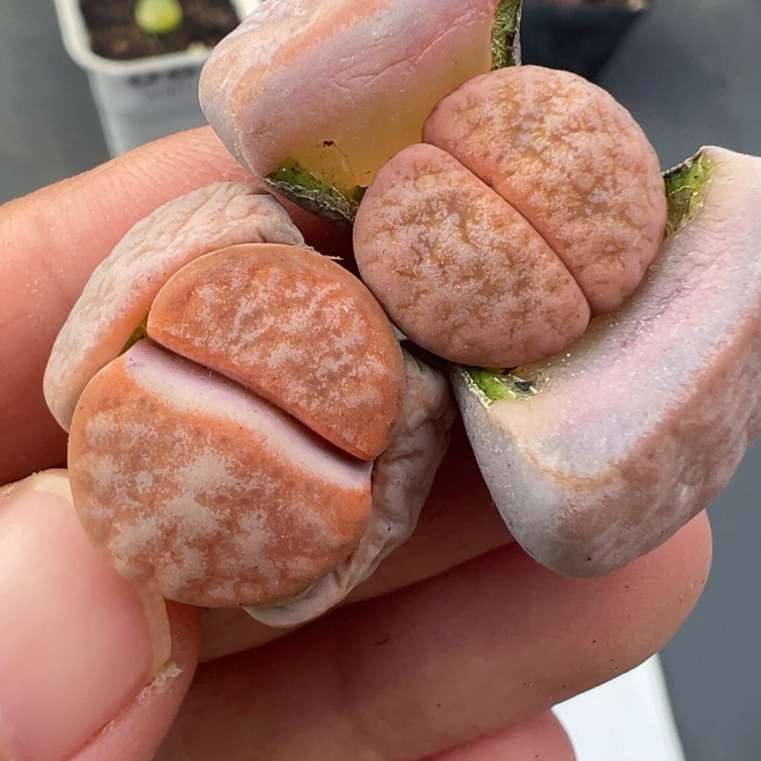12.4好看的多肉脱土发货093