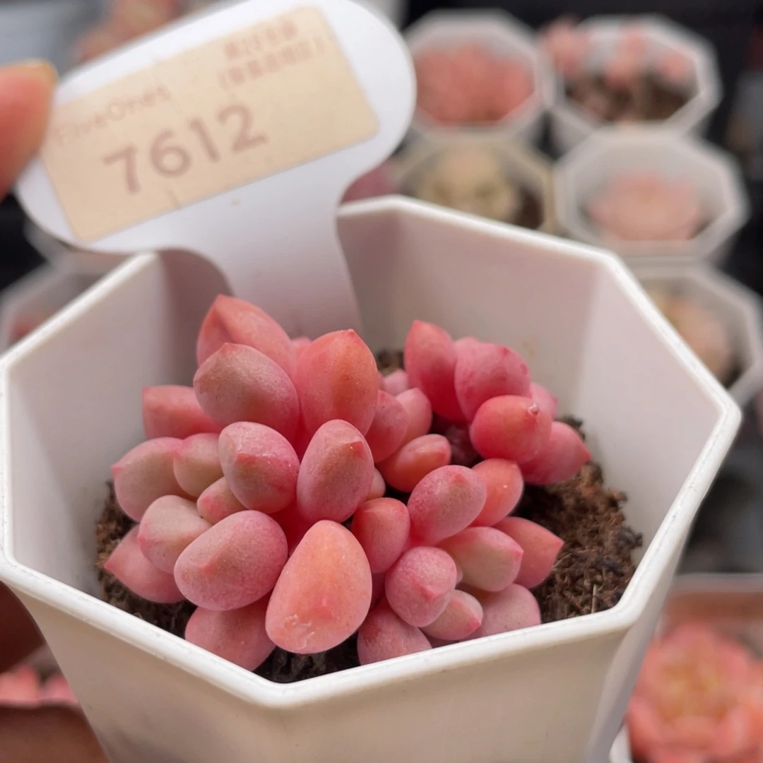 熊猫眼7612-5.0厘米