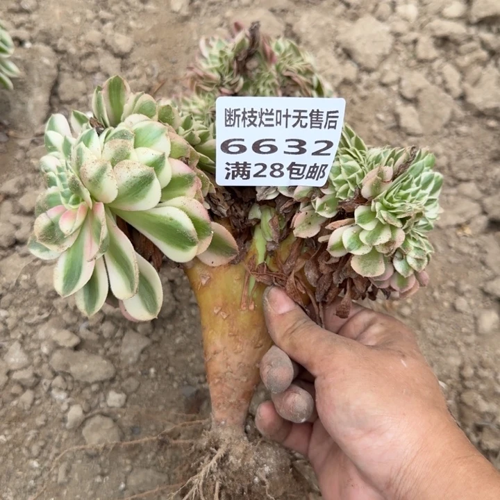 6632三号棚荔枝缀