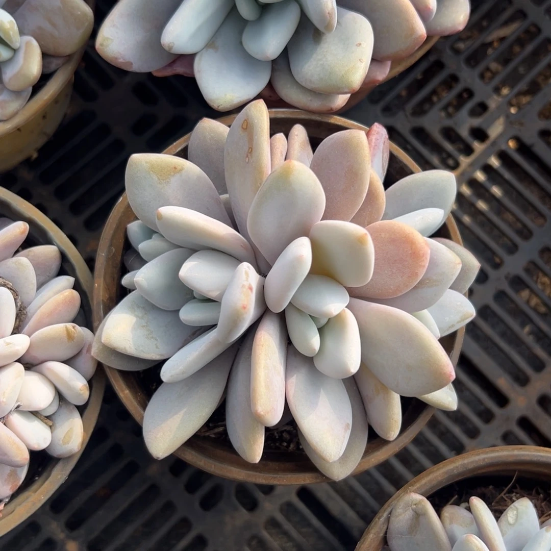 多肉小群粉兔【非偏远满18包邮】