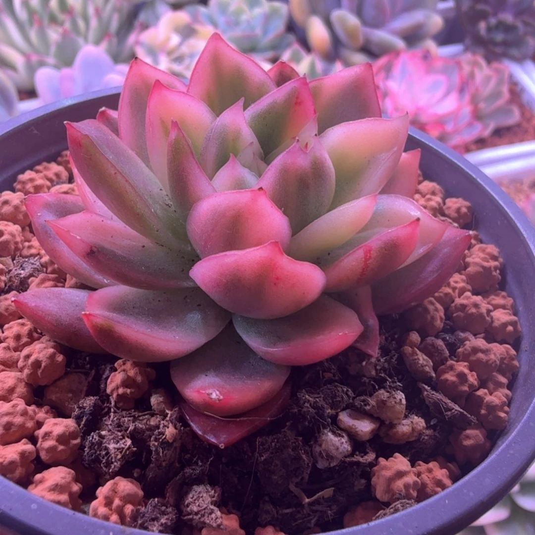 草莓软糖锦 多肉植物