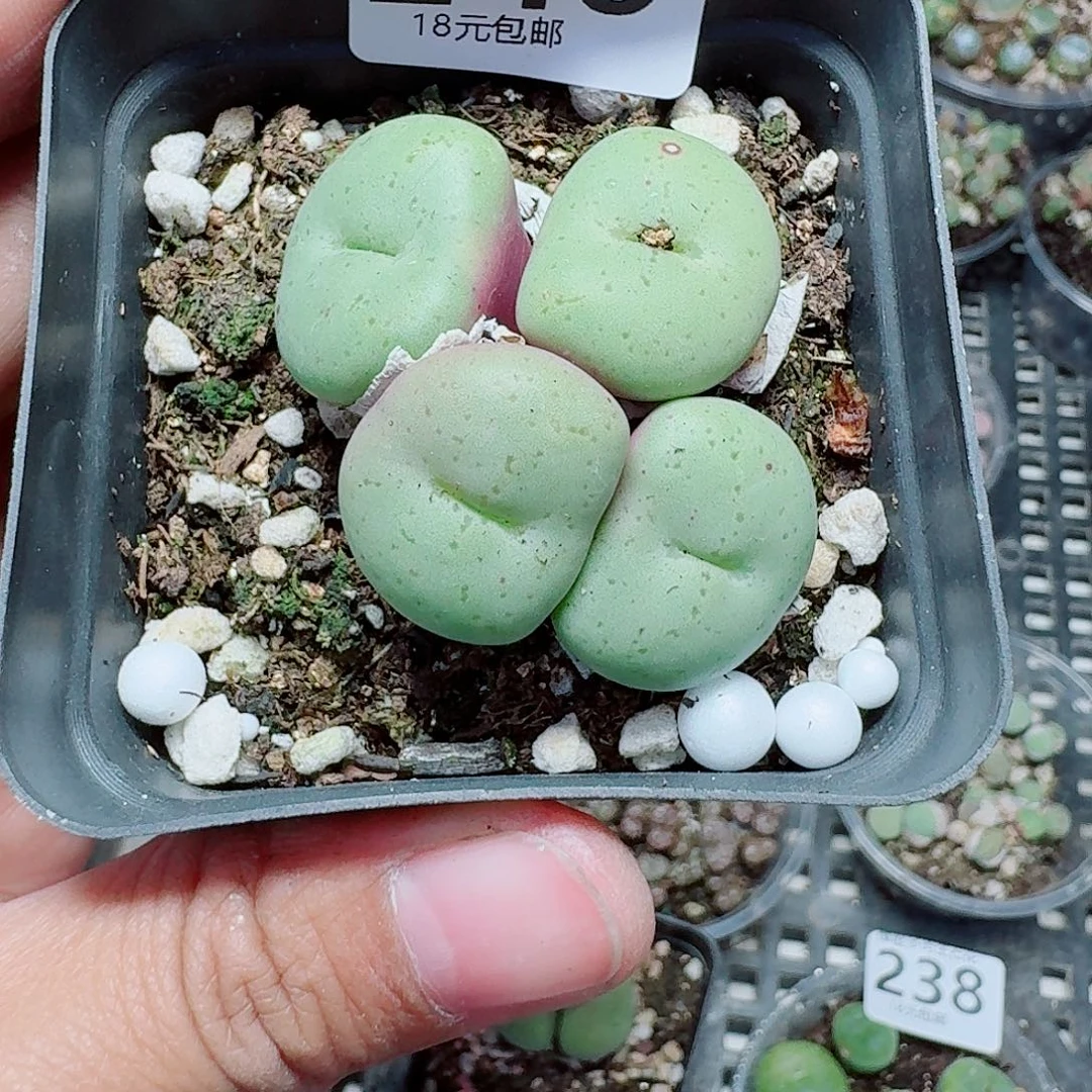 240多肉植物多肉植物