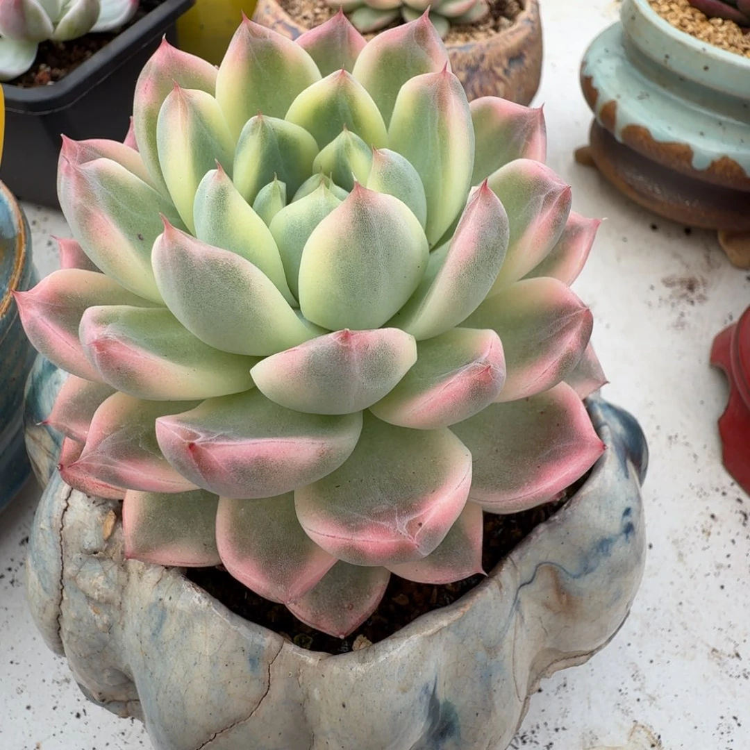 阿尔巴佳人 安吉园艺