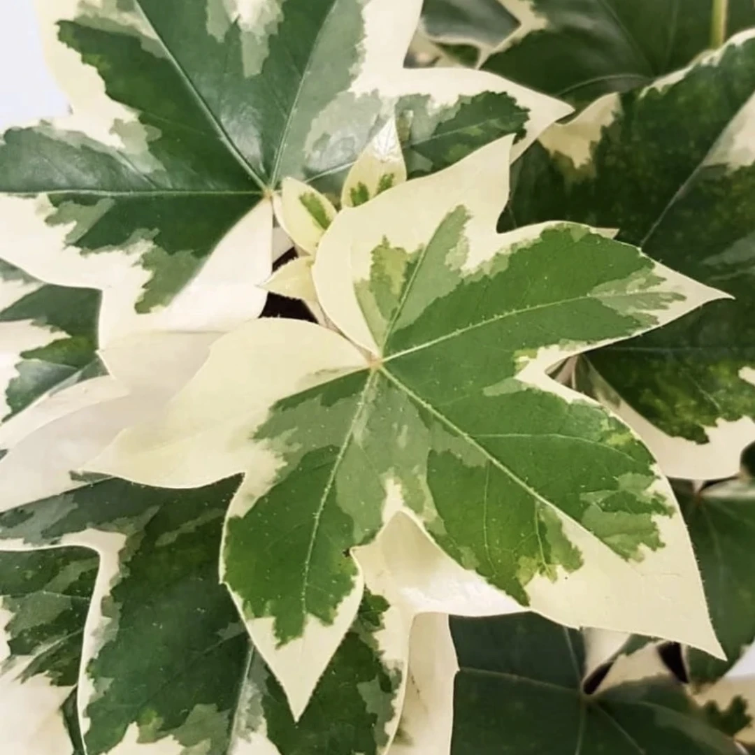 【花叶熊掌木】好看好养超强雨林感大气植物小众ins风不包售后