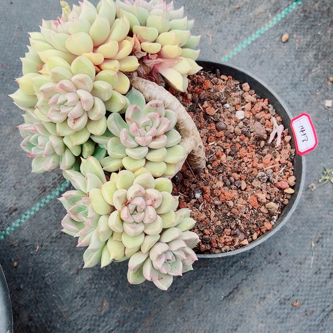 ?****?璀璨老桩多肉1418