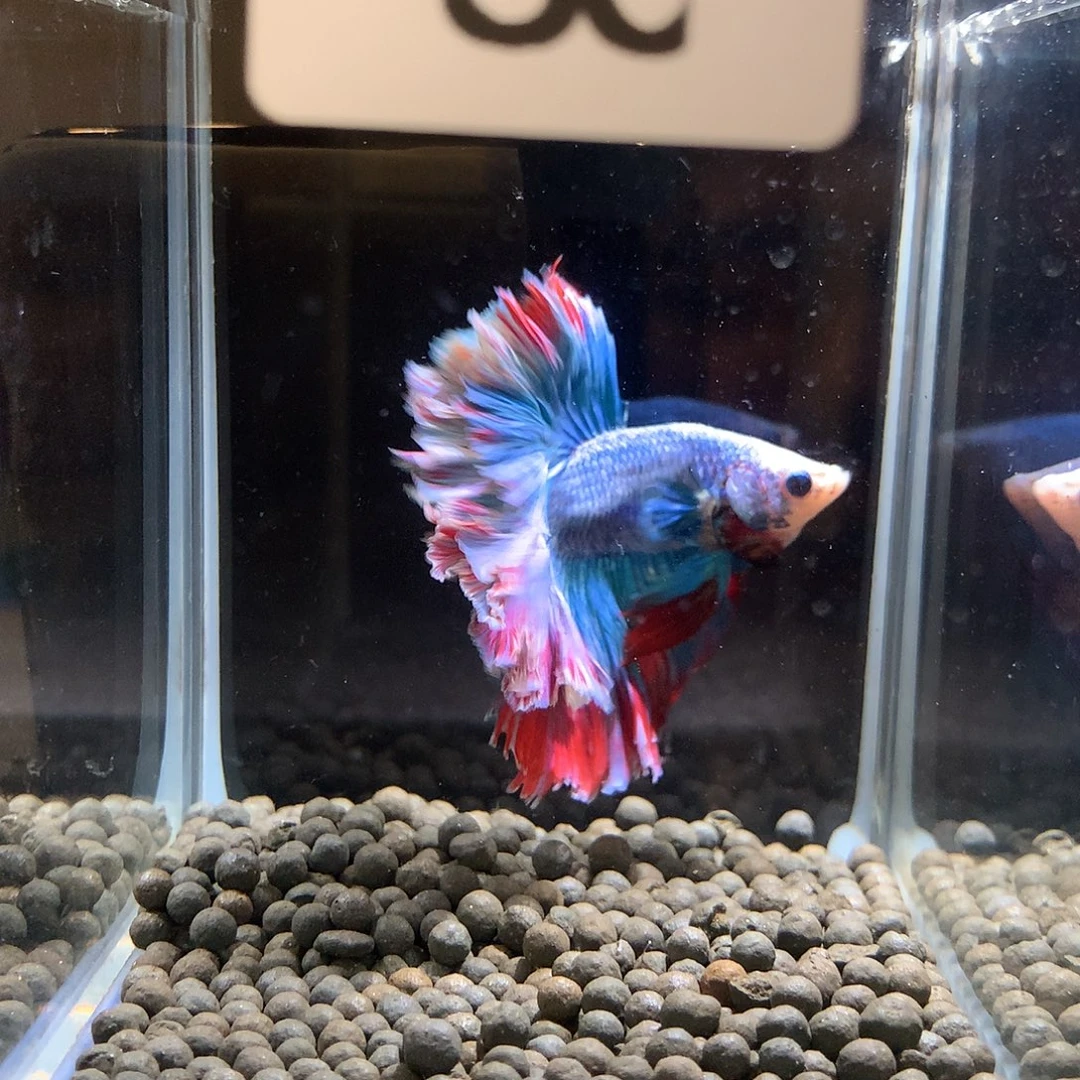 拈***花海水鱼七弟泰国斗鱼30