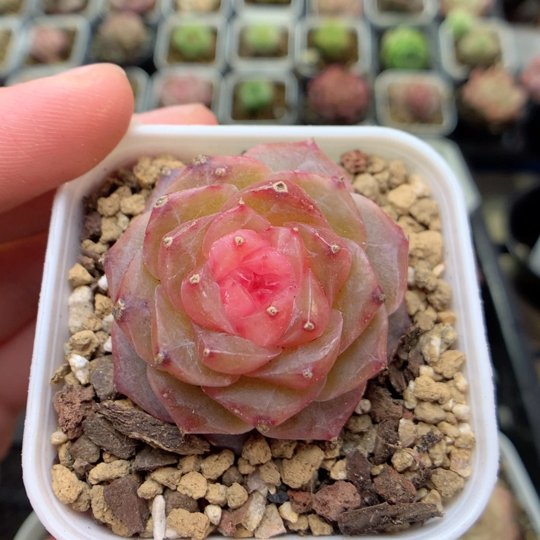 D49珍妮糖心优选y y y y y y