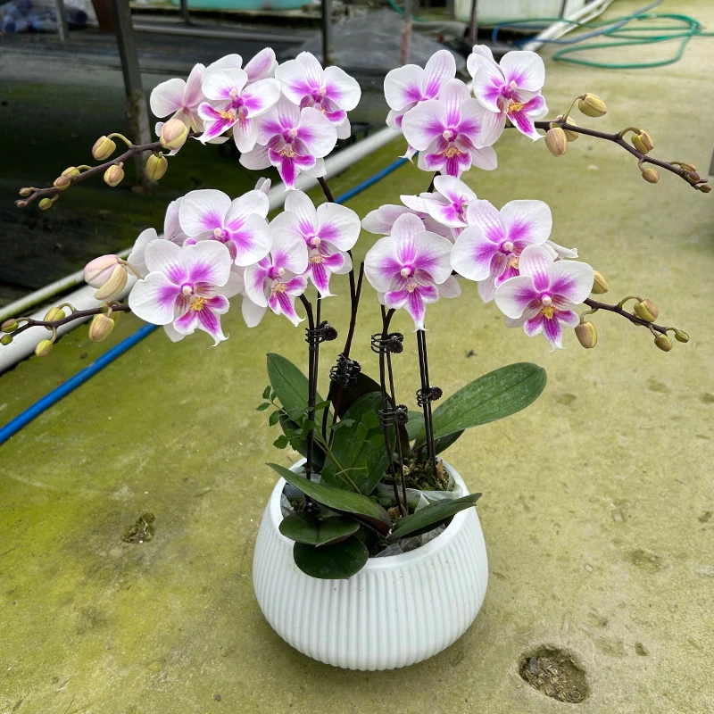 蝴蝶兰阿雅花期长好养护粉紫渐变色苗情优质叶片碧绿好养绿植花卉