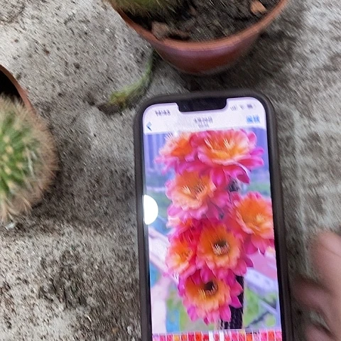 多头时光毛花，etuoooop