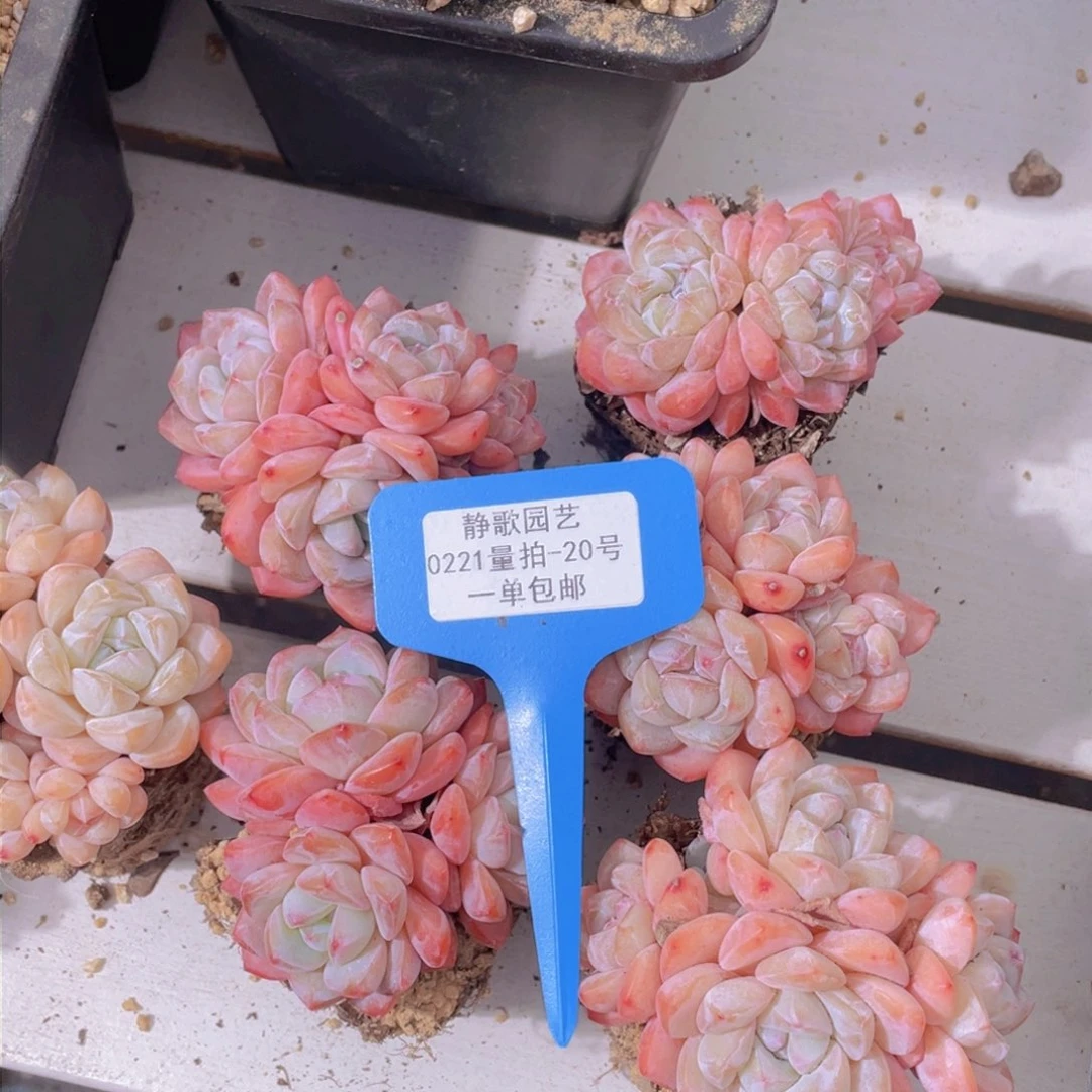 0221-20-大群全状态冰城福利一颗