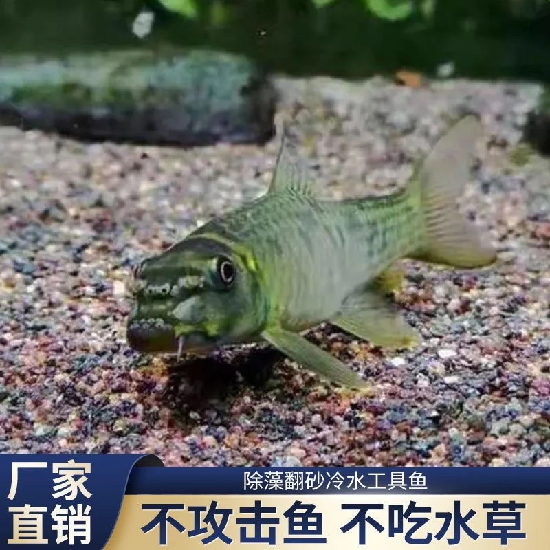 原生东方墨头鱼观赏鱼除藻底层工具清洁清道夫冷水鱼清洁活体鱼