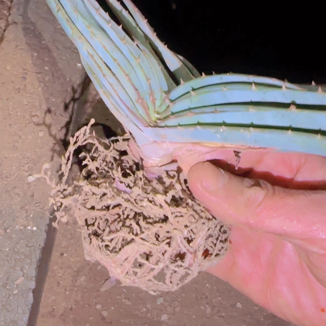 "***"块根植物块根植物