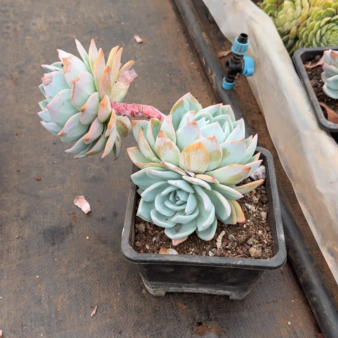 不开花植物飘枝凤橙