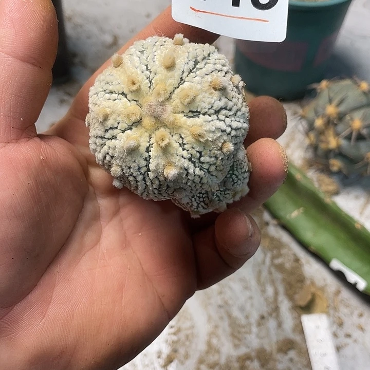 完全开放449！兜一个