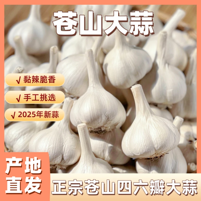 2025年新苍山四六瓣大蒜原产地直发农家种植黏辣脆鲜香