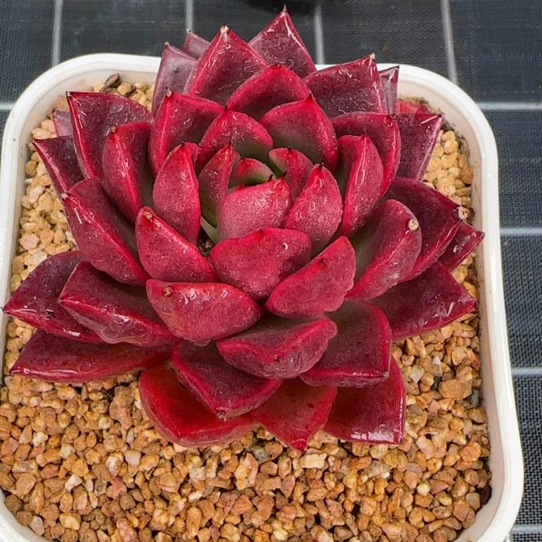 从前慢花园精选多肉粉钻