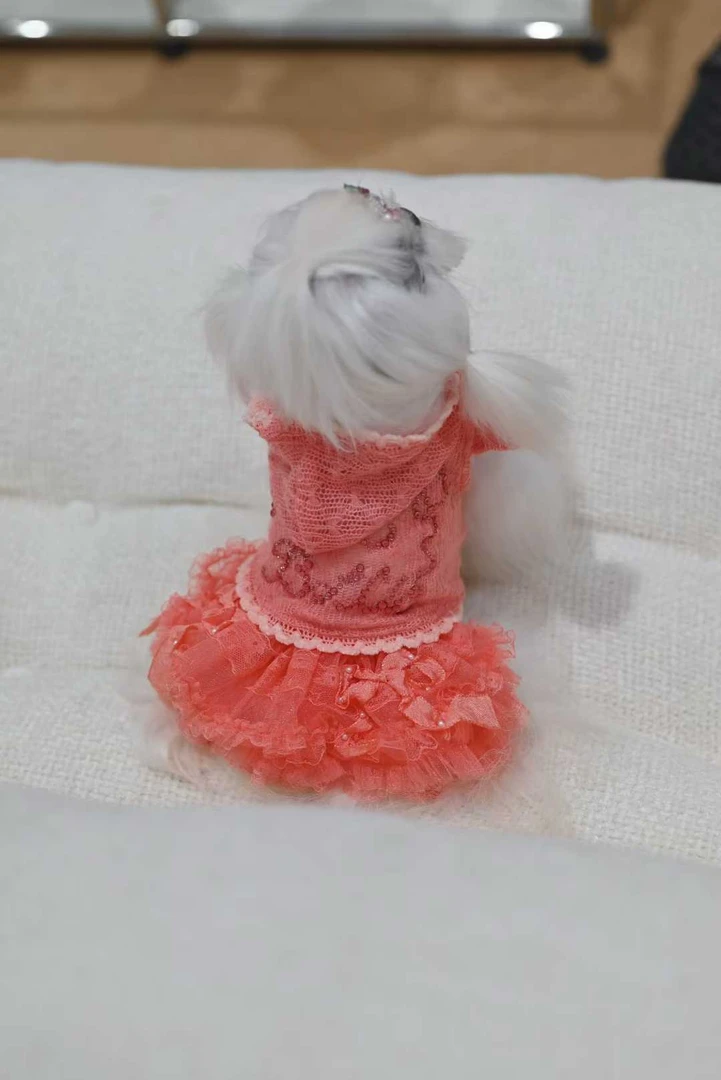 Tuant Pet 高定款套装白胖家屁桃家no退no换！