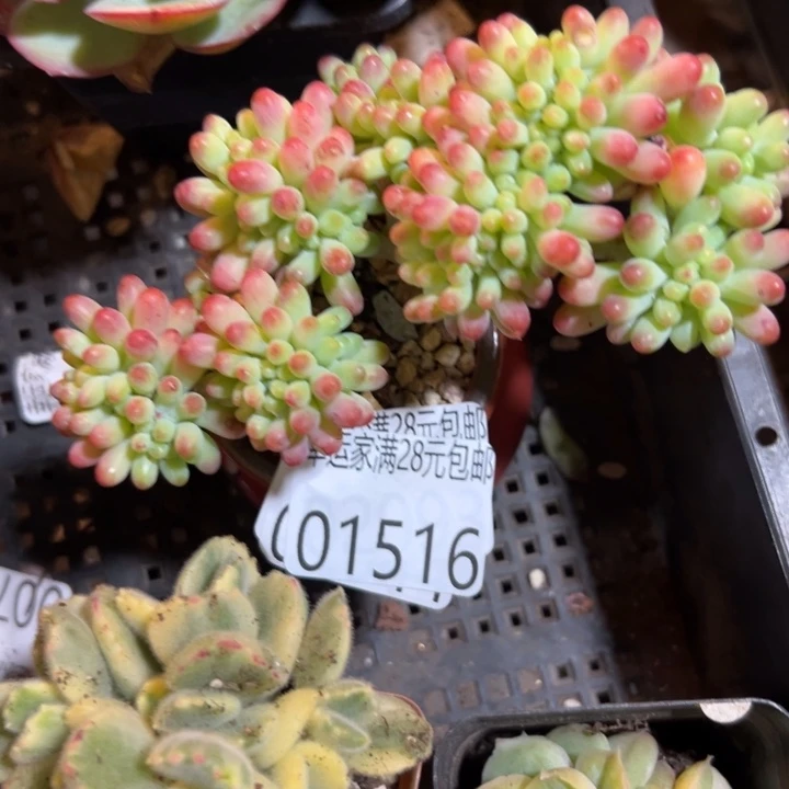 幸运的是我还在努力幸运