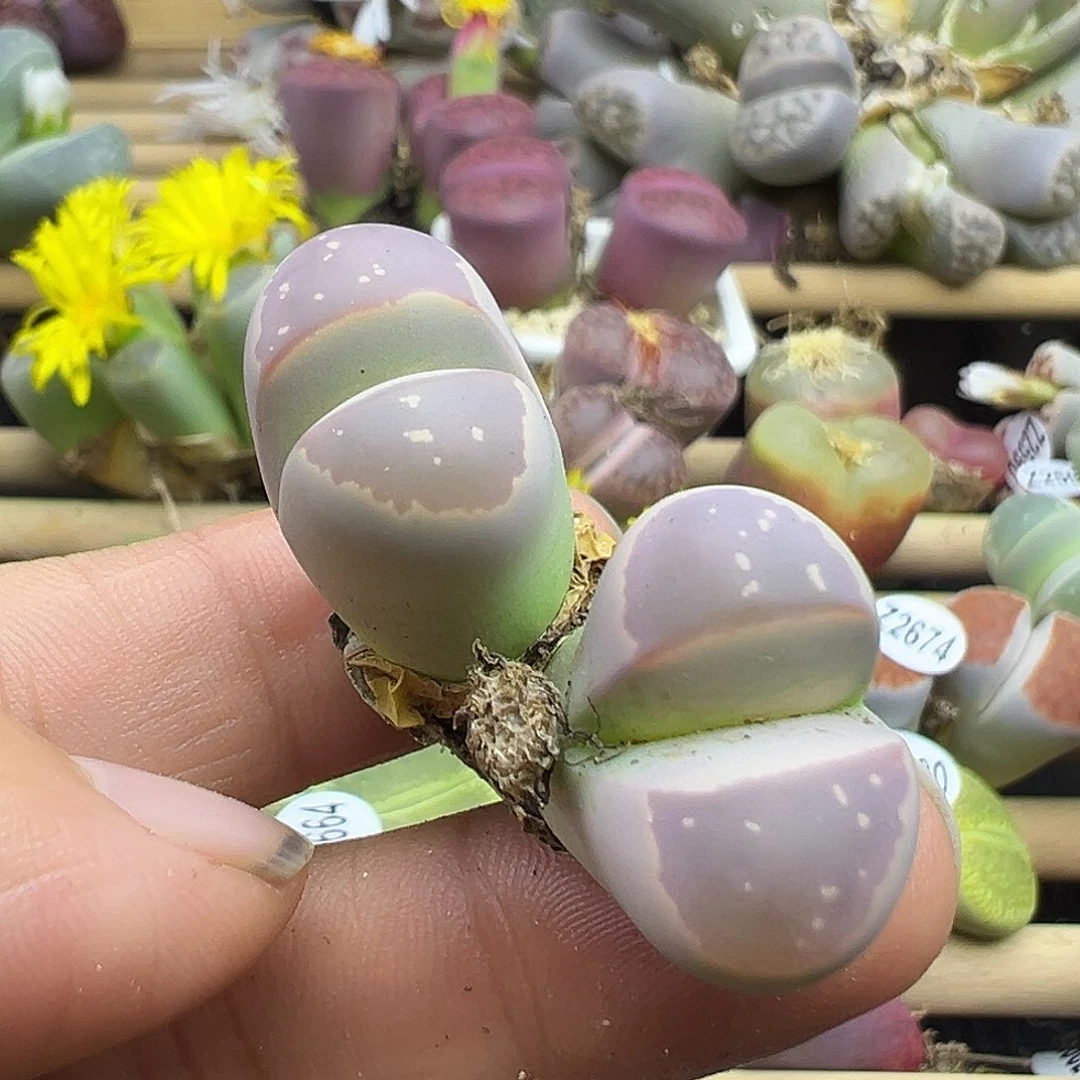 2683 生石花肉锥双十二清货不售后