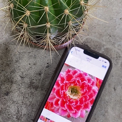 蒙娜丽莎，6-10公分左右