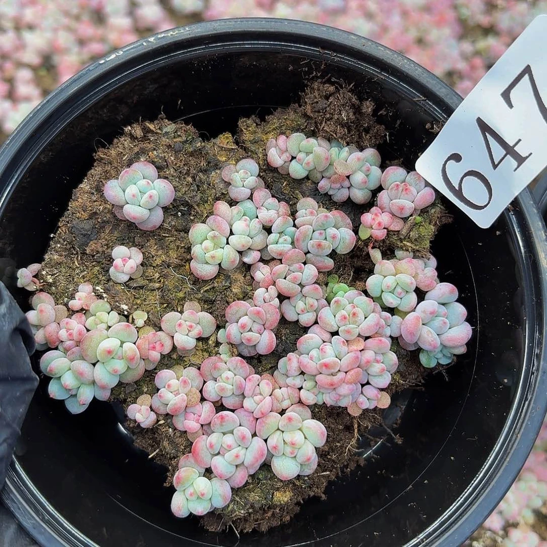 多肉植物多肉植物647