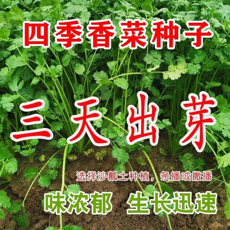 四季黄心芹菜种子小香芹种子耐高温抗寒西芹青菜阳台庭院蔬菜种子