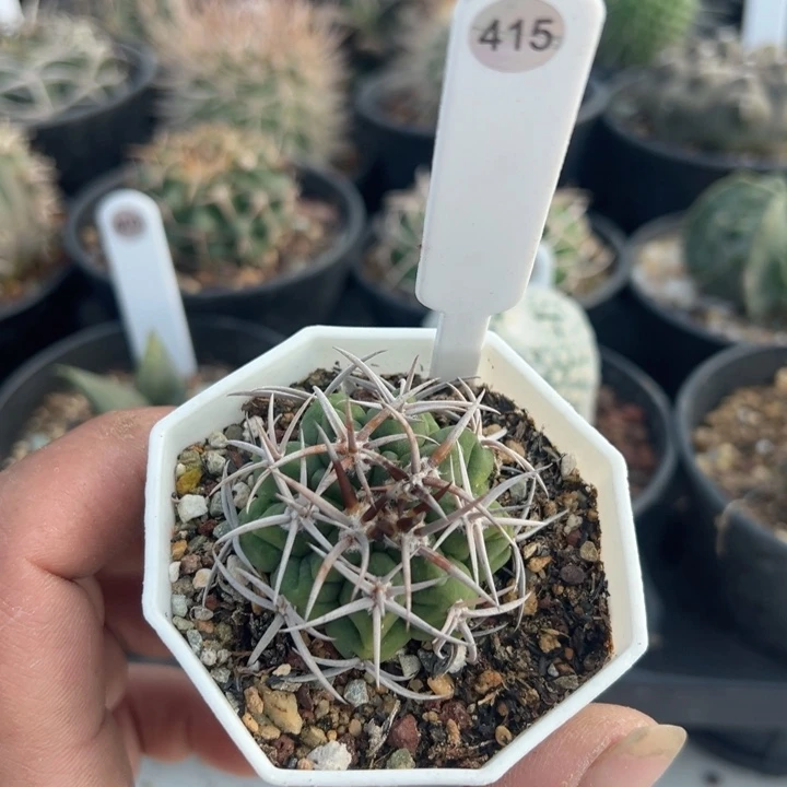 完全开放实生碧岩玉带盆发