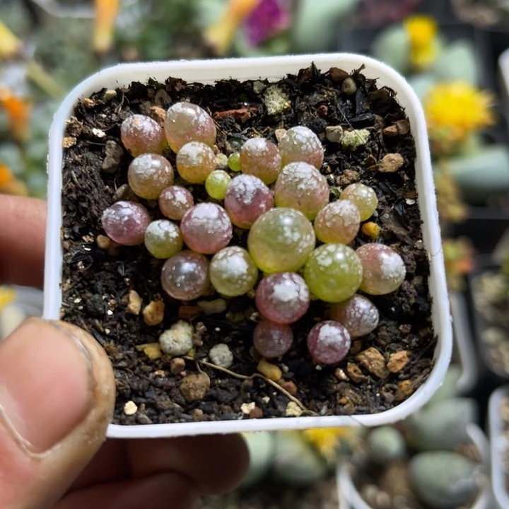 可爱多肉嘟嘟灯泡393